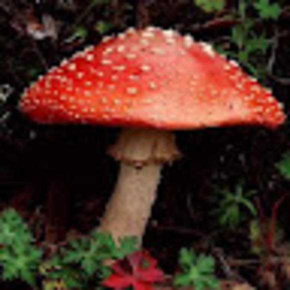 Meet your Posher, Julia - Picture 1 of 1